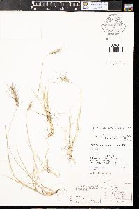 Elymus scribneri image