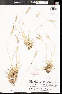 Elymus scribneri image