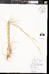 Elymus trachycaulus subsp. trachycaulus image