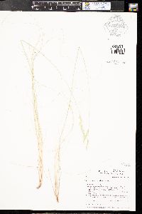 Festuca arizonica image