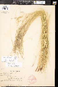 Festuca idahoensis image