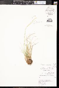 Festuca rubra subsp. rubra image