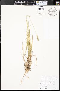 Hordeum brachyantherum image