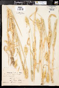 Hordeum vulgare image