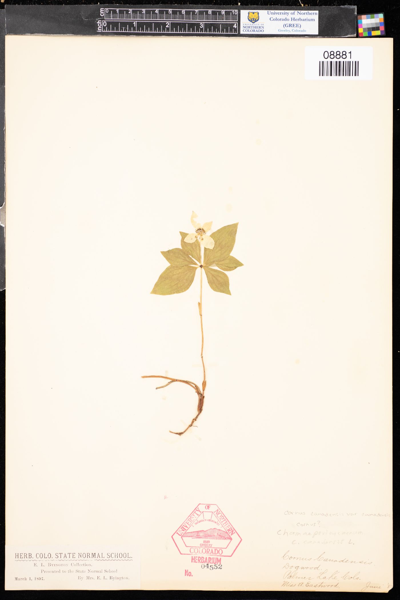 Cornus canadensis var. canadensis image