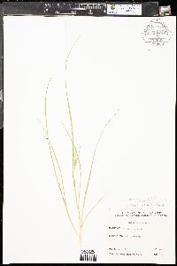 Carex oederi var. recterostrata image