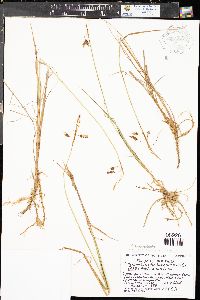 Carex paupercula image