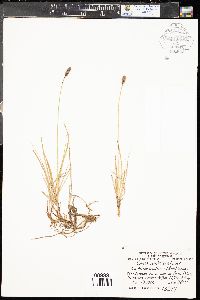 Carex scirpoidea image