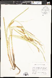 Carex vesicaria var. vesicaria image