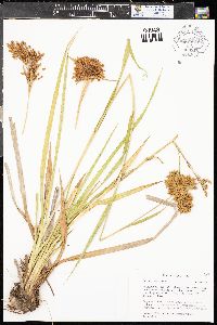 Scirpus pendulus image