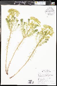 Euphorbia cyparissias image