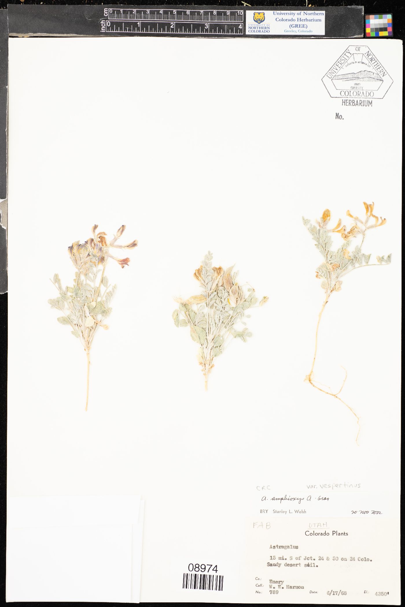 Astragalus amphioxys var. vespertinus image