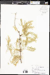 Prosopis glandulosa var. glandulosa image