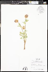 Trifolium rusbyi image