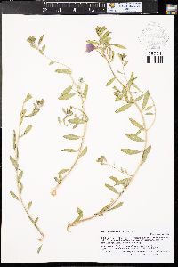 Oenothera latifolia image