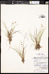 Carex paupercula image