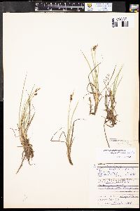 Carex paupercula image