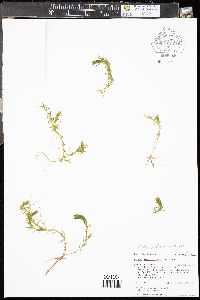 Elodea bifoliata image