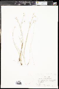 Juncus alpinoarticulatus image