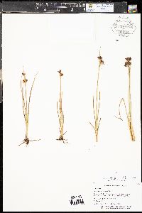 Juncus castaneus image