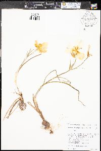 Calochortus nuttallii image