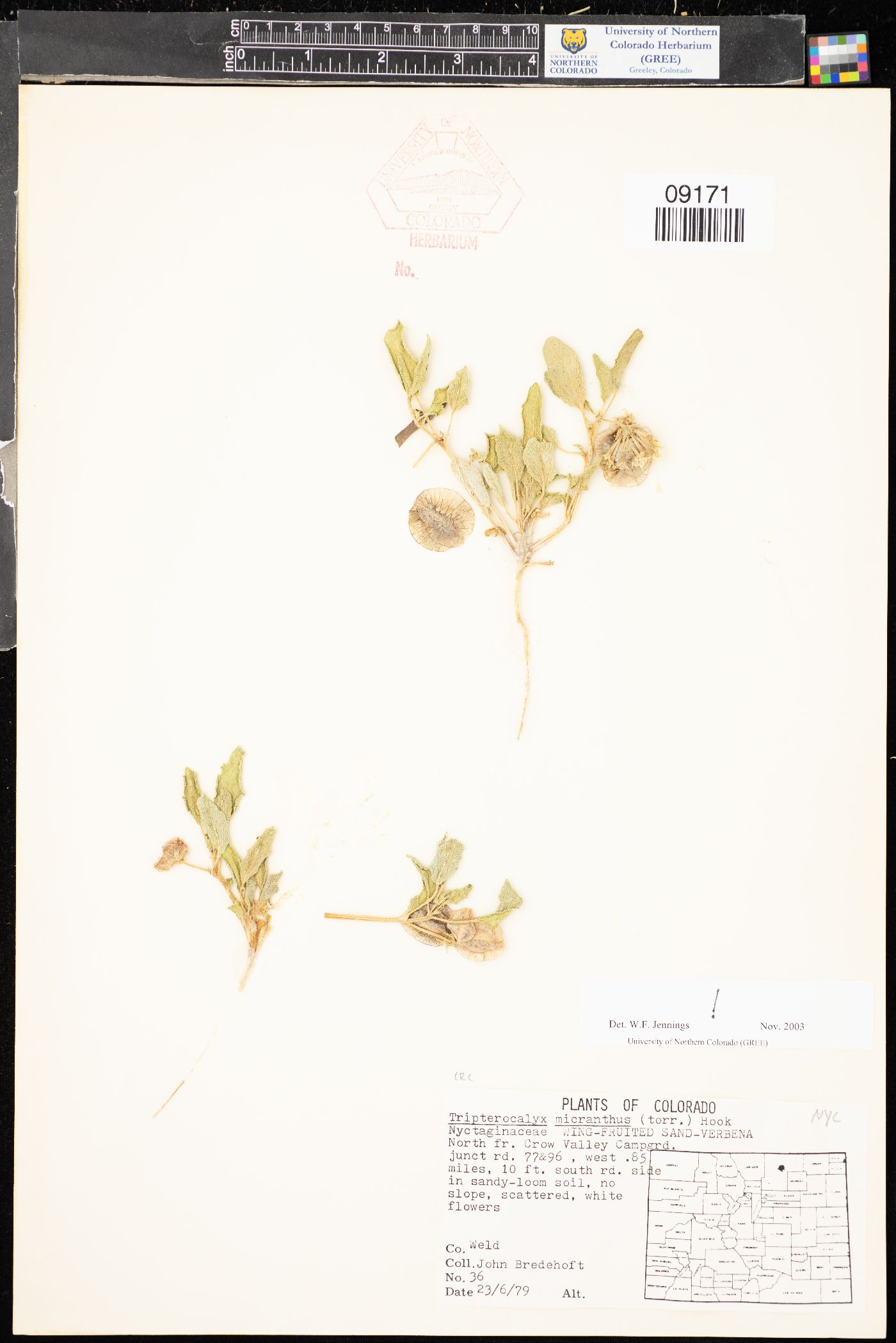 Tripterocalyx micranthus image