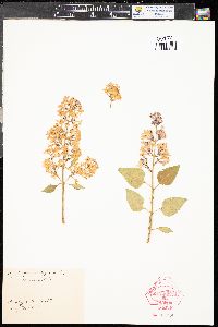 Syringa vulgaris image