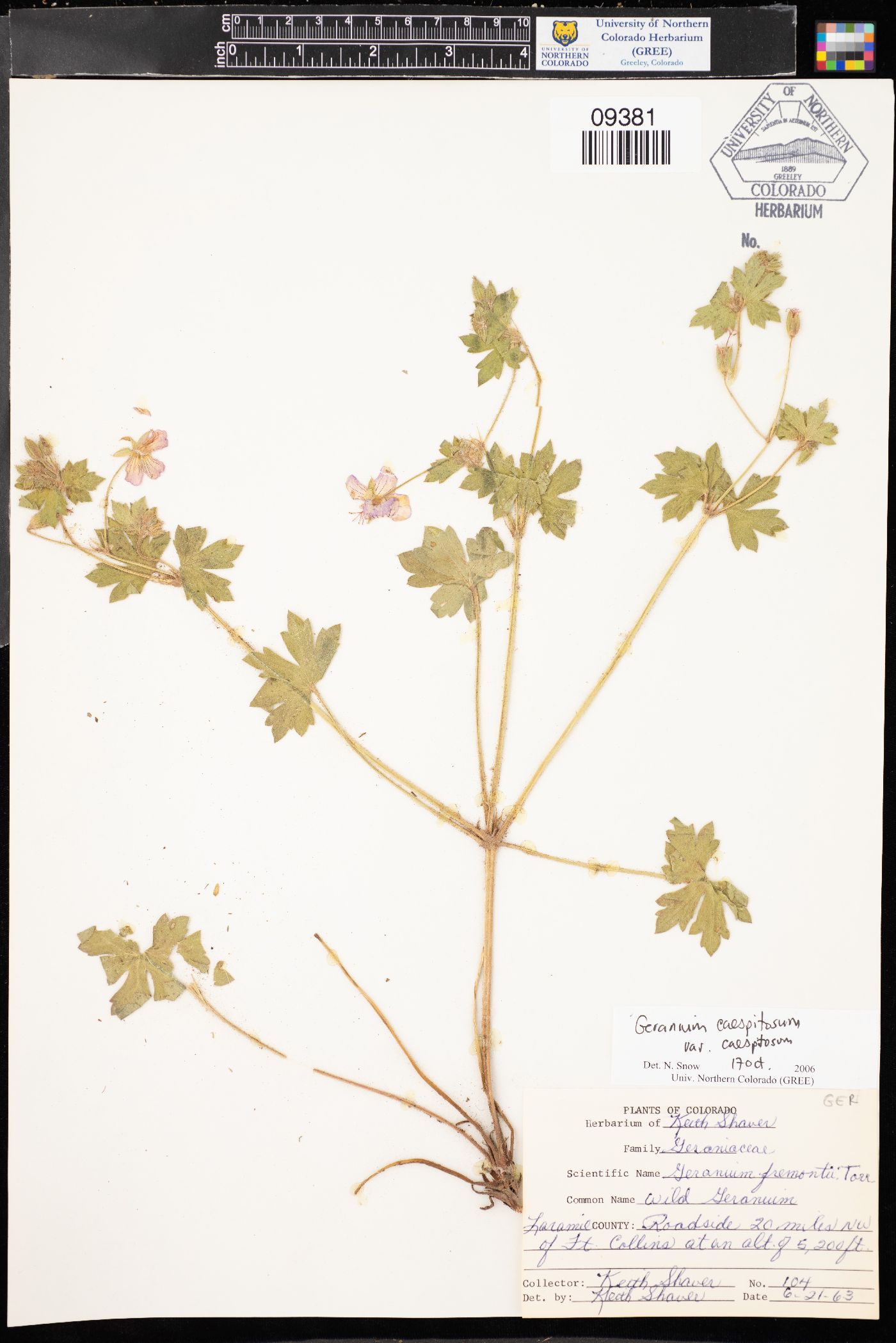 Geranium caespitosum var. caespitosum image