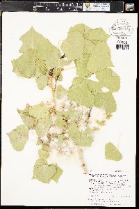 Populus deltoides subsp. wislizenii image