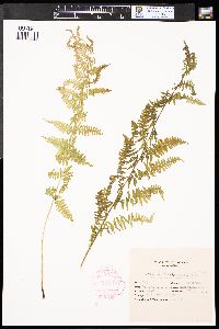 Athyrium asplenioides var. californicum image