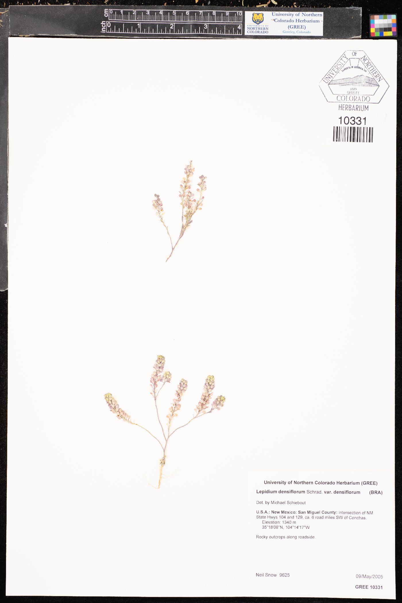 Lepidium densiflorum var. densiflorum image