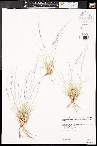 Aristida purpurea var. longiseta image