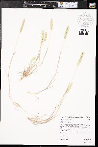 Hordeum pusillum image