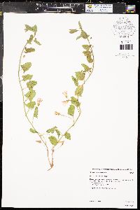 Convolvulus arvensis image