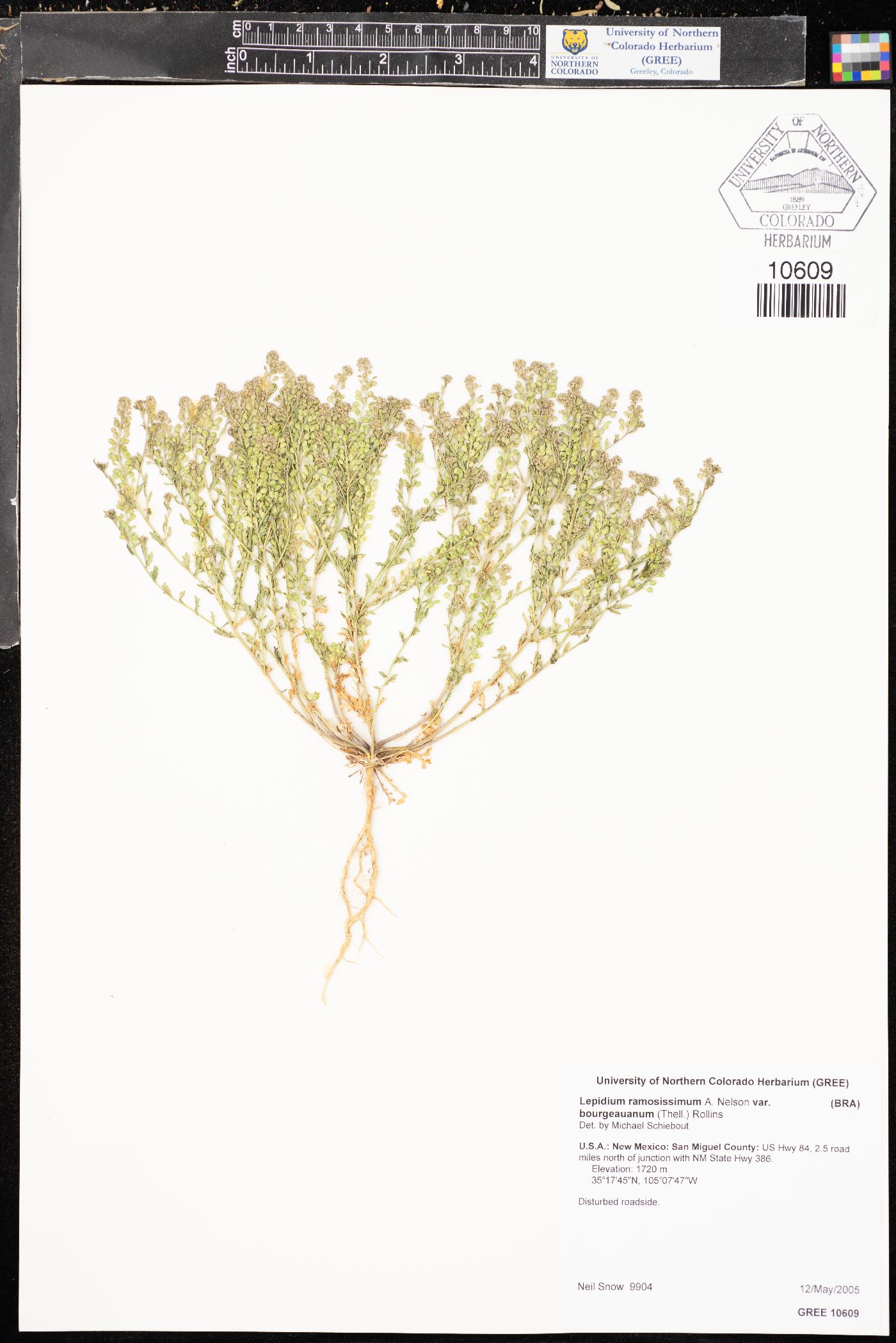 Lepidium ramosissimum var. bourgeauanum image