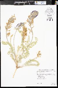 Astragalus mollissimus var. mollissimus image