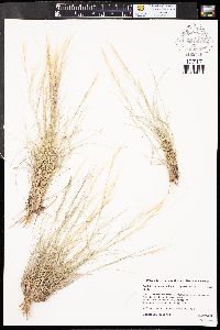 Aristida purpurea var. longiseta image