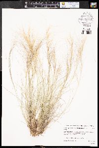 Aristida purpurea var. longiseta image