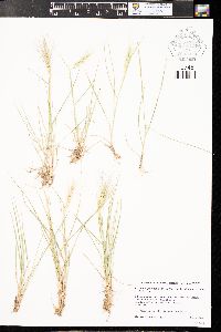 Elymus elymoides subsp. brevifolius image