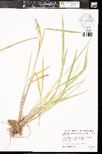 Echinochloa crus-pavonis image