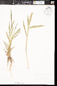 Echinochloa crus-pavonis image