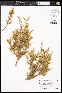 Juniperus monosperma image