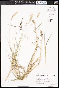 Bothriochloa saccharoides image