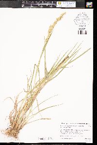 Echinochloa muricata var. microstachya image