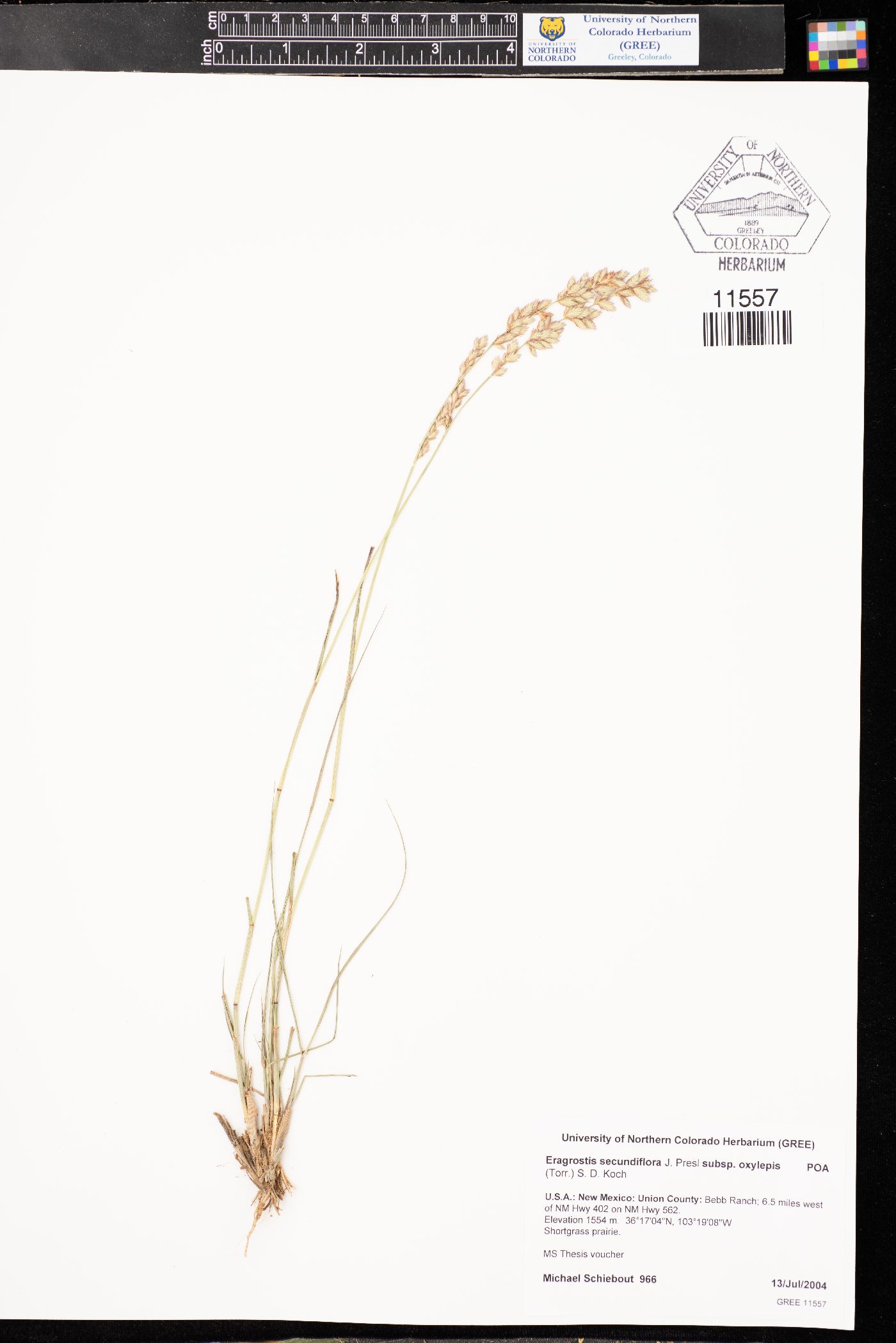 Eragrostis secundiflora subsp. oxylepis image