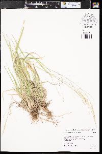 Panicum hallii image