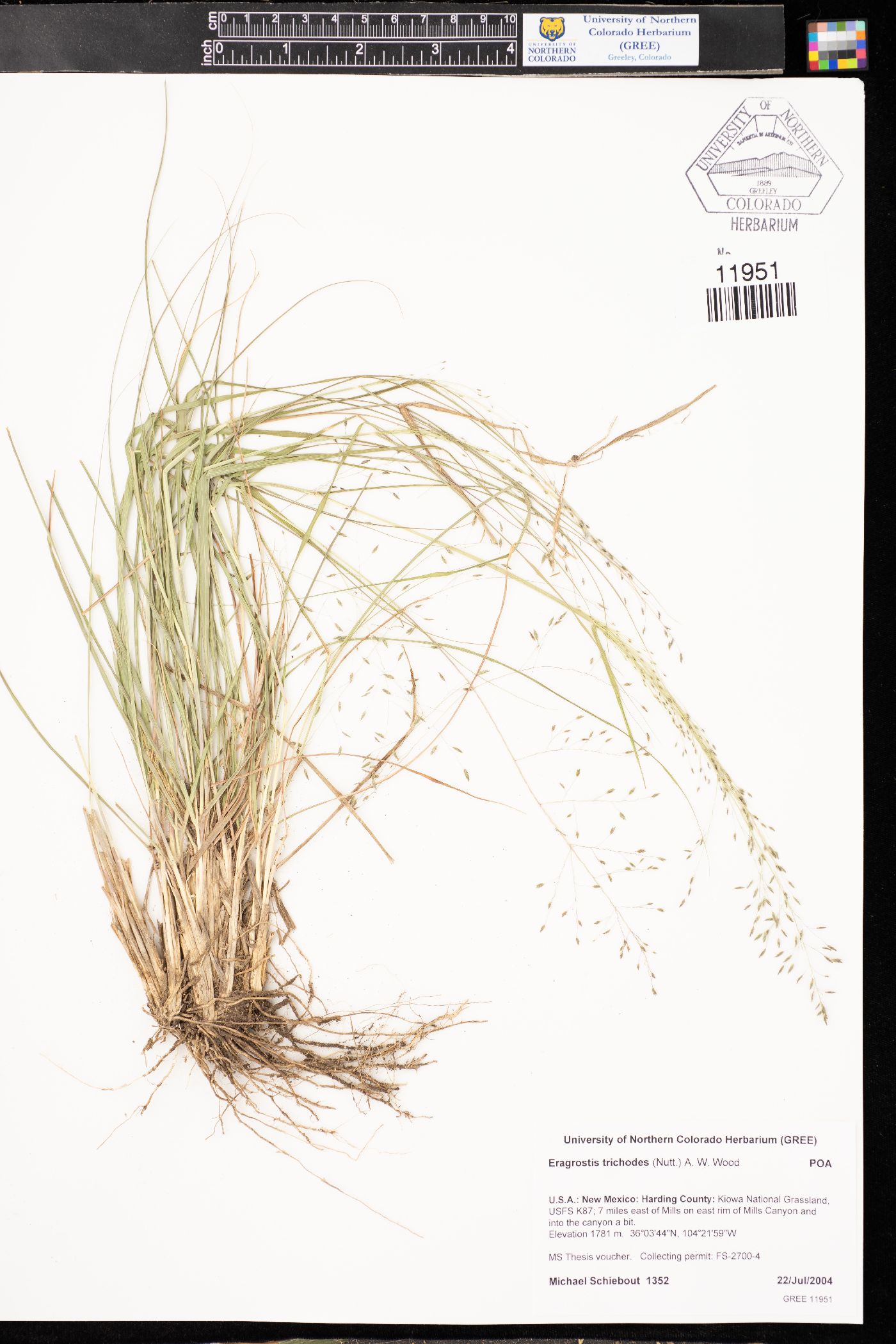 Eragrostis trichodes image