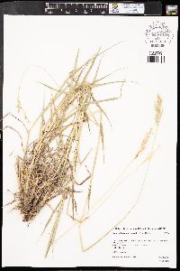 Bothriochloa saccharoides image