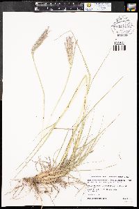 Bothriochloa ischaemum var. songarica image