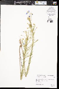 Linum lewisii var. lewisii image